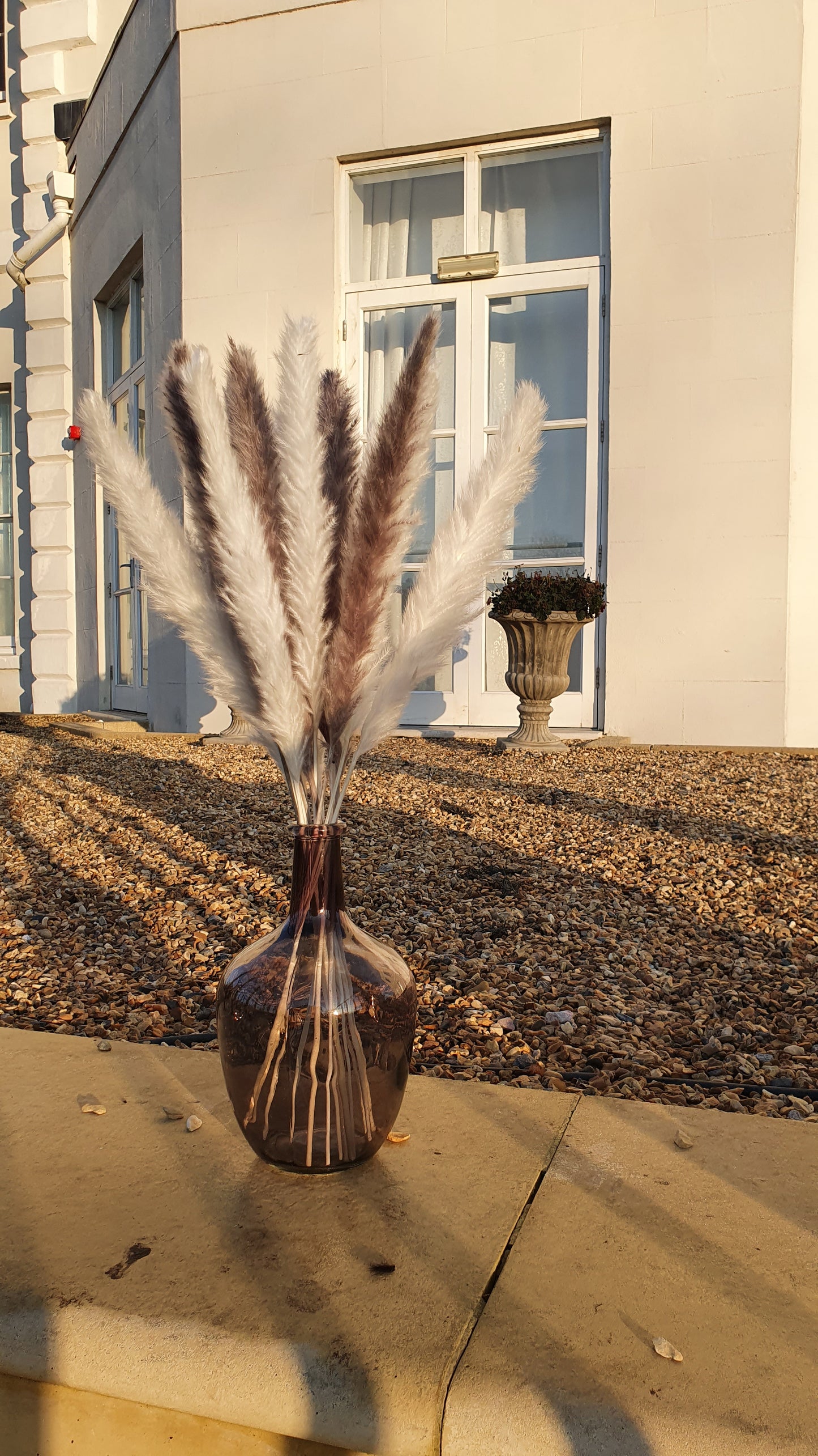 White & Grey Pampas Grass 60cm - 16 Stems