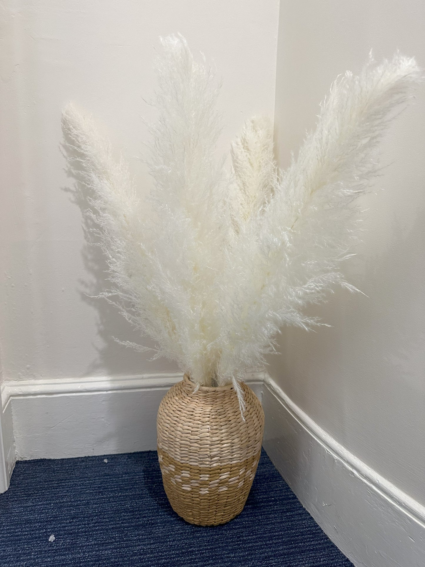 XL White Pampas Grass 100cm Tall