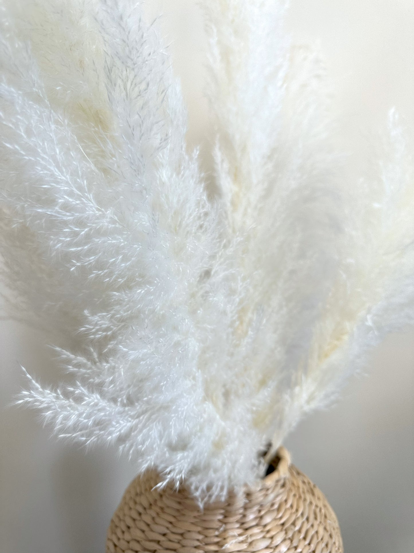XL White Pampas Grass 100cm Tall