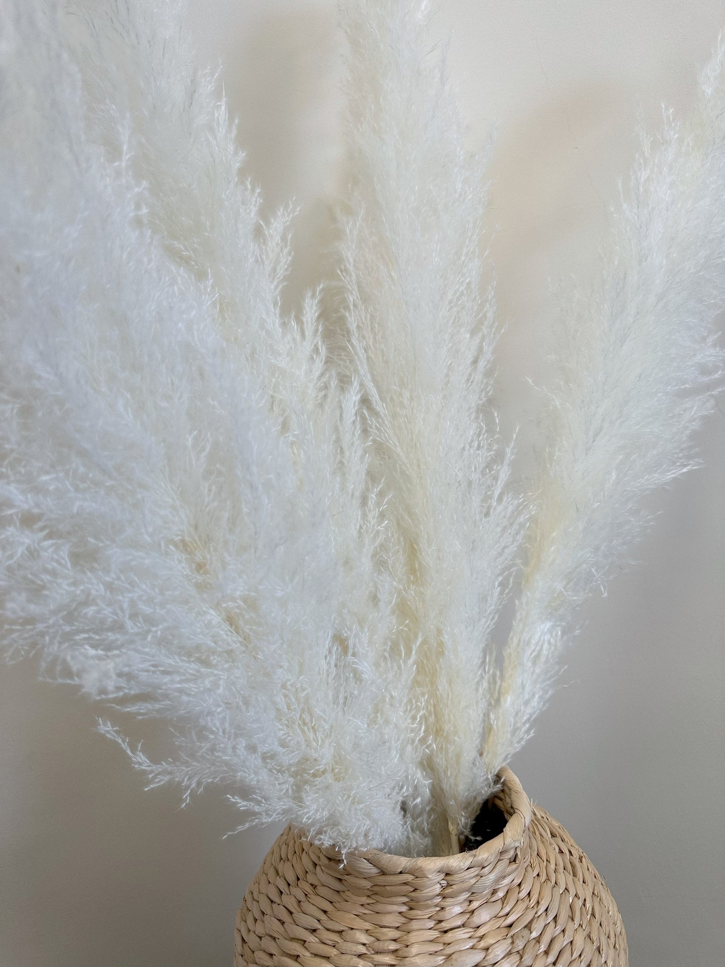 XL White Pampas Grass 100cm Tall