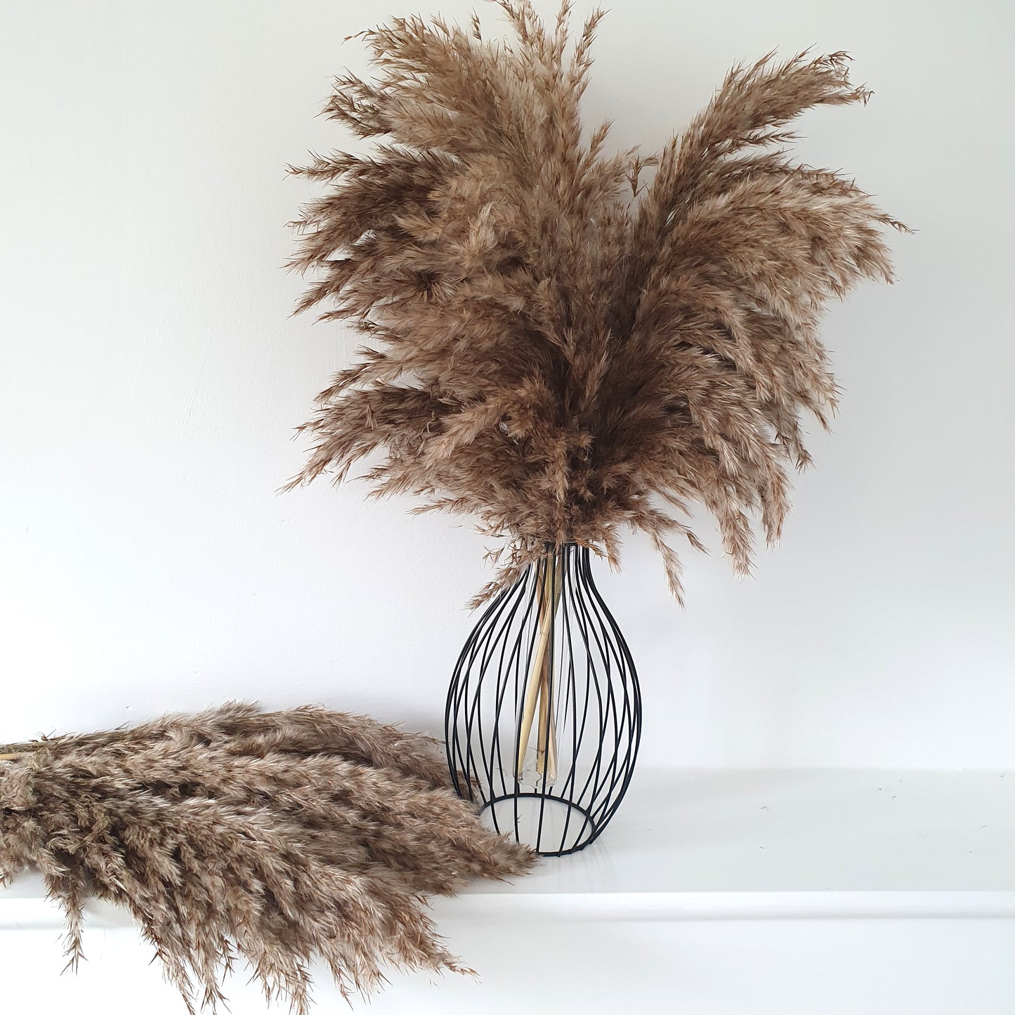 Wild Fluffy Pampas - Brown