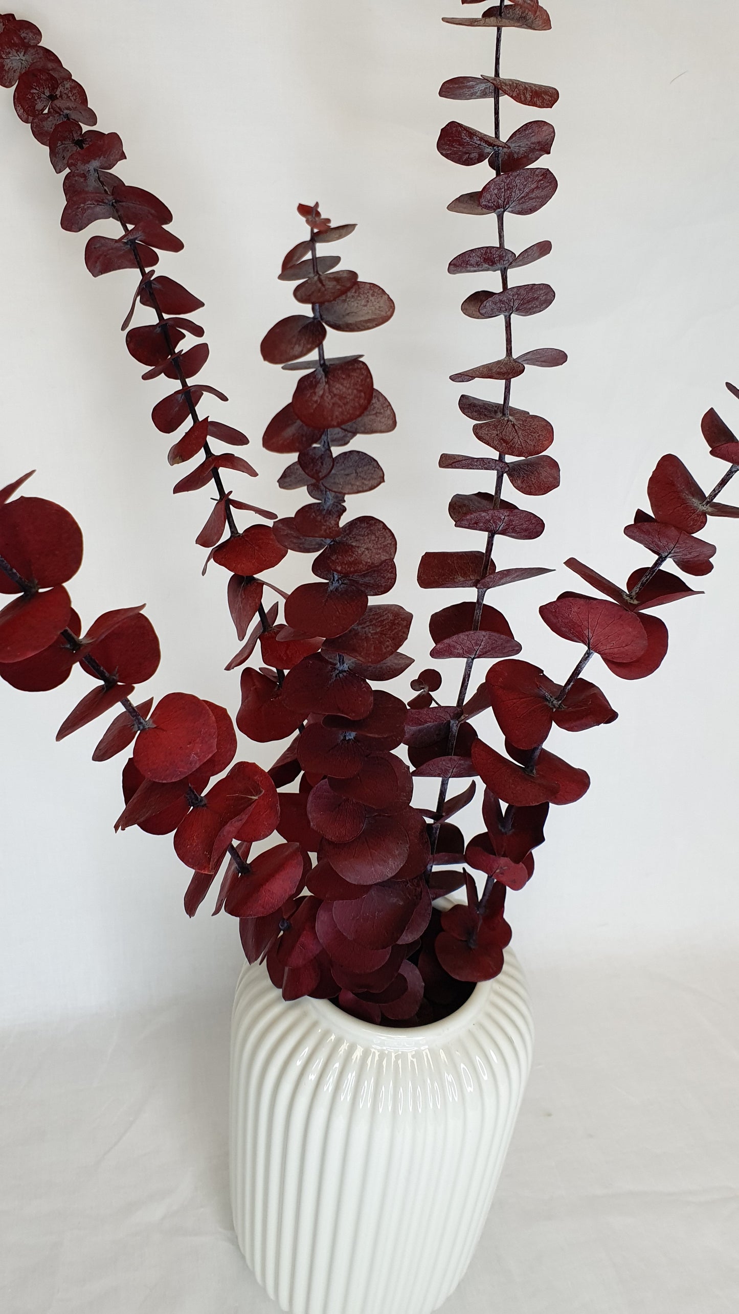 Preserved Eucalyptus Stems - Red