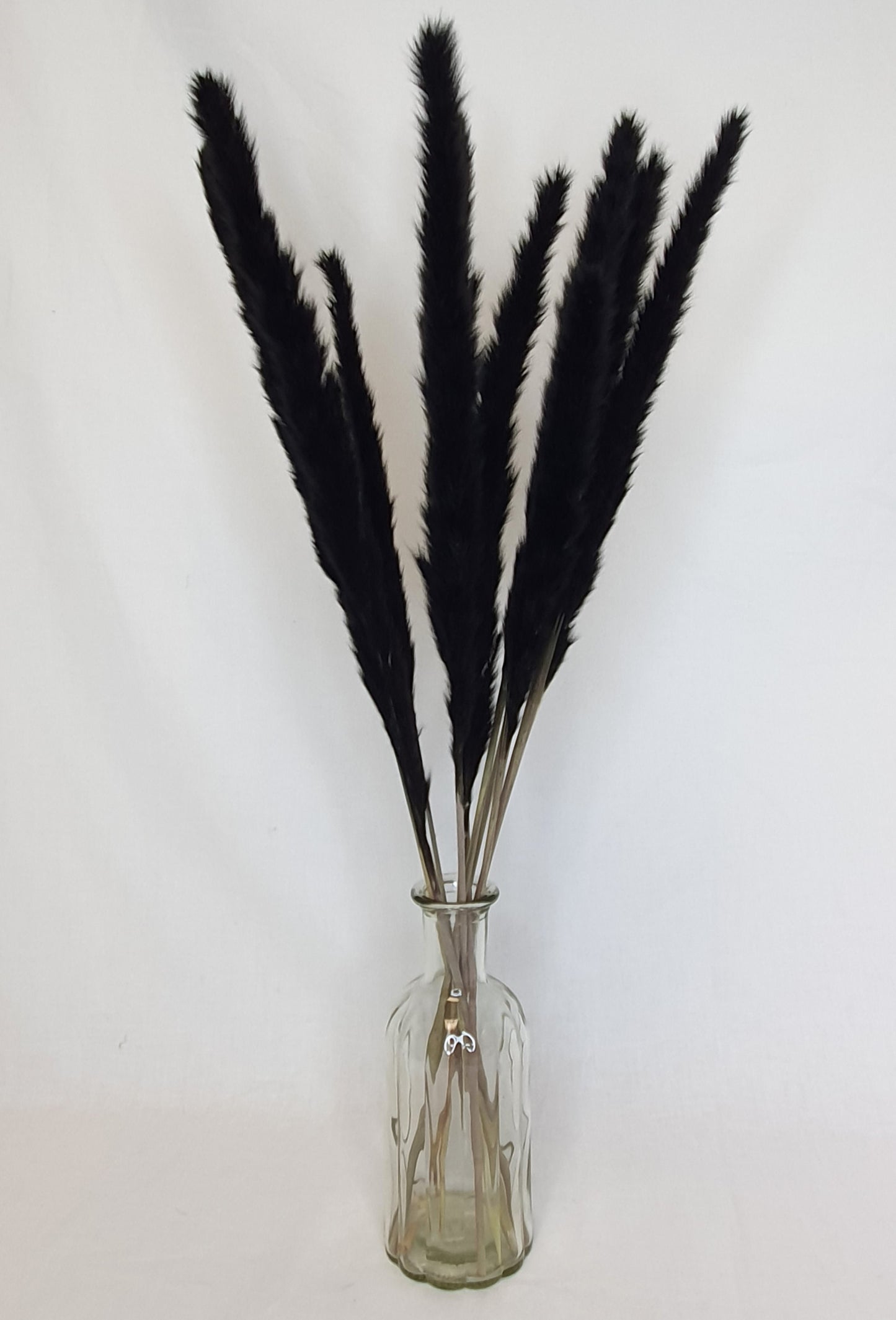 Small Black Pampas Grass