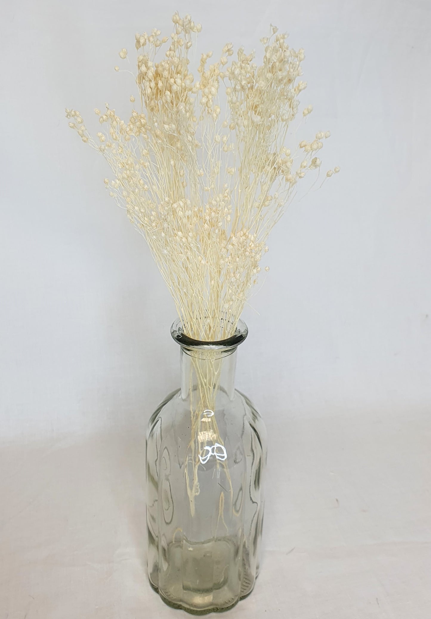 Bleached Broom Bloom