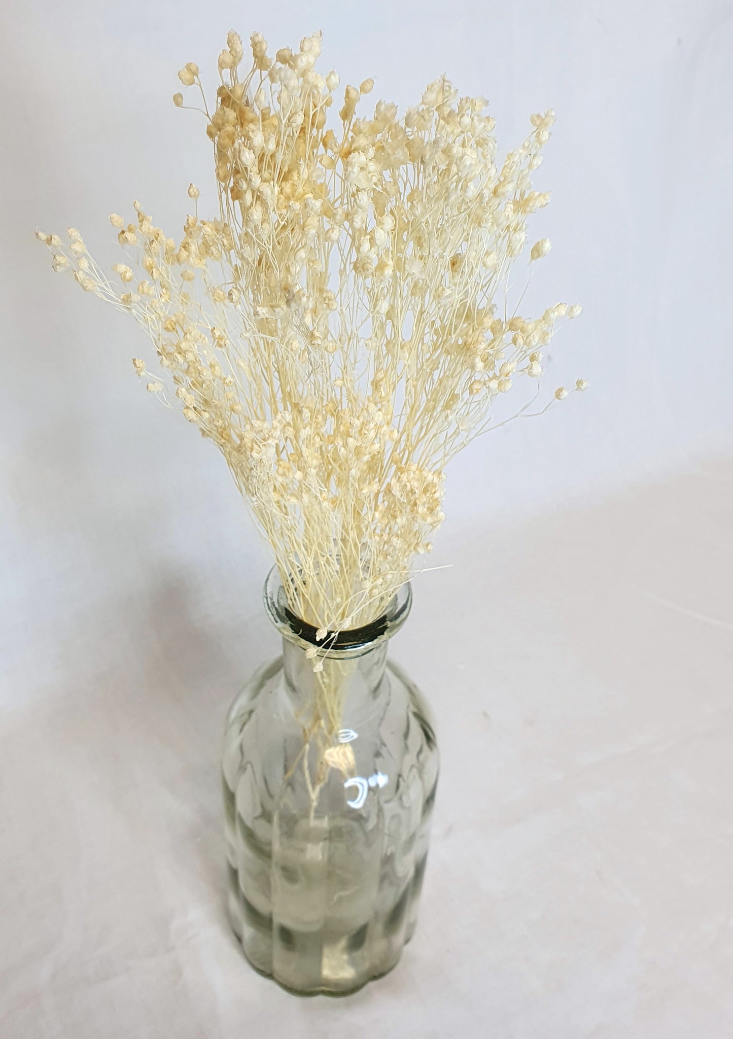 Bleached Broom Bloom