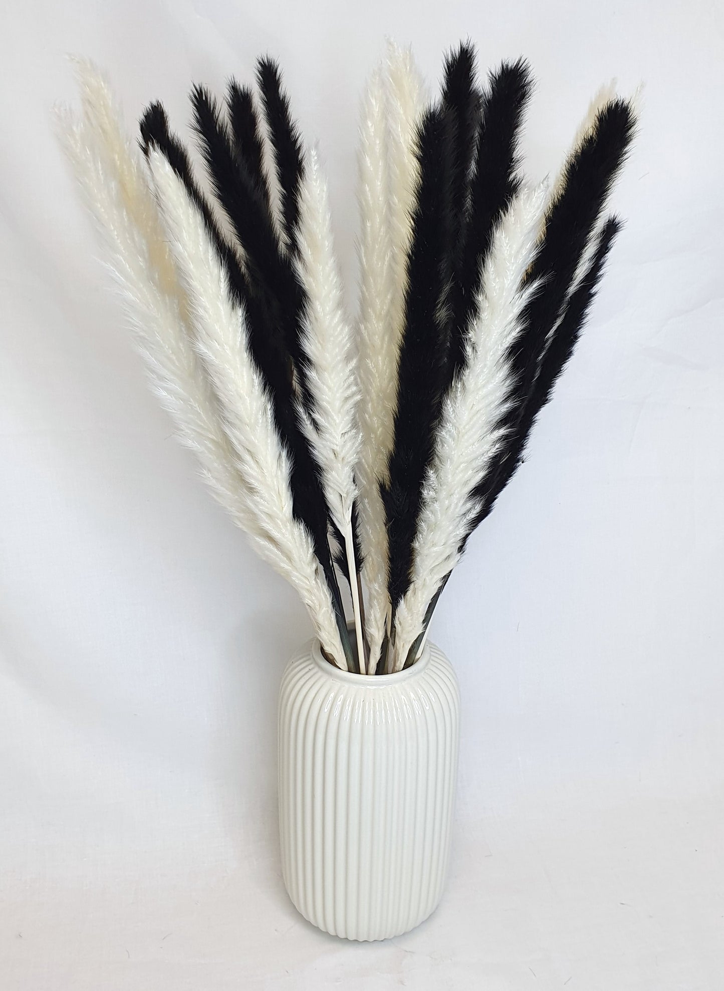 Small Black Pampas Grass