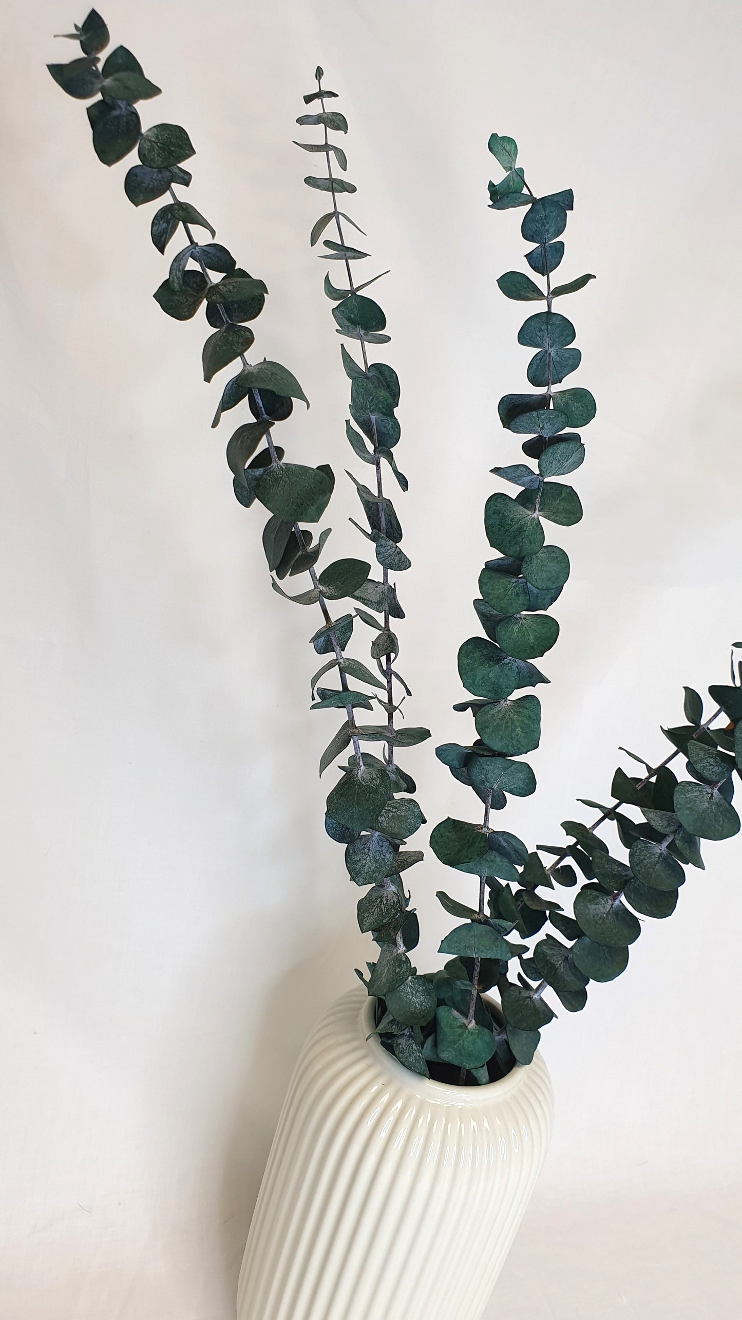 Preserved Eucalyptus Stems - Green