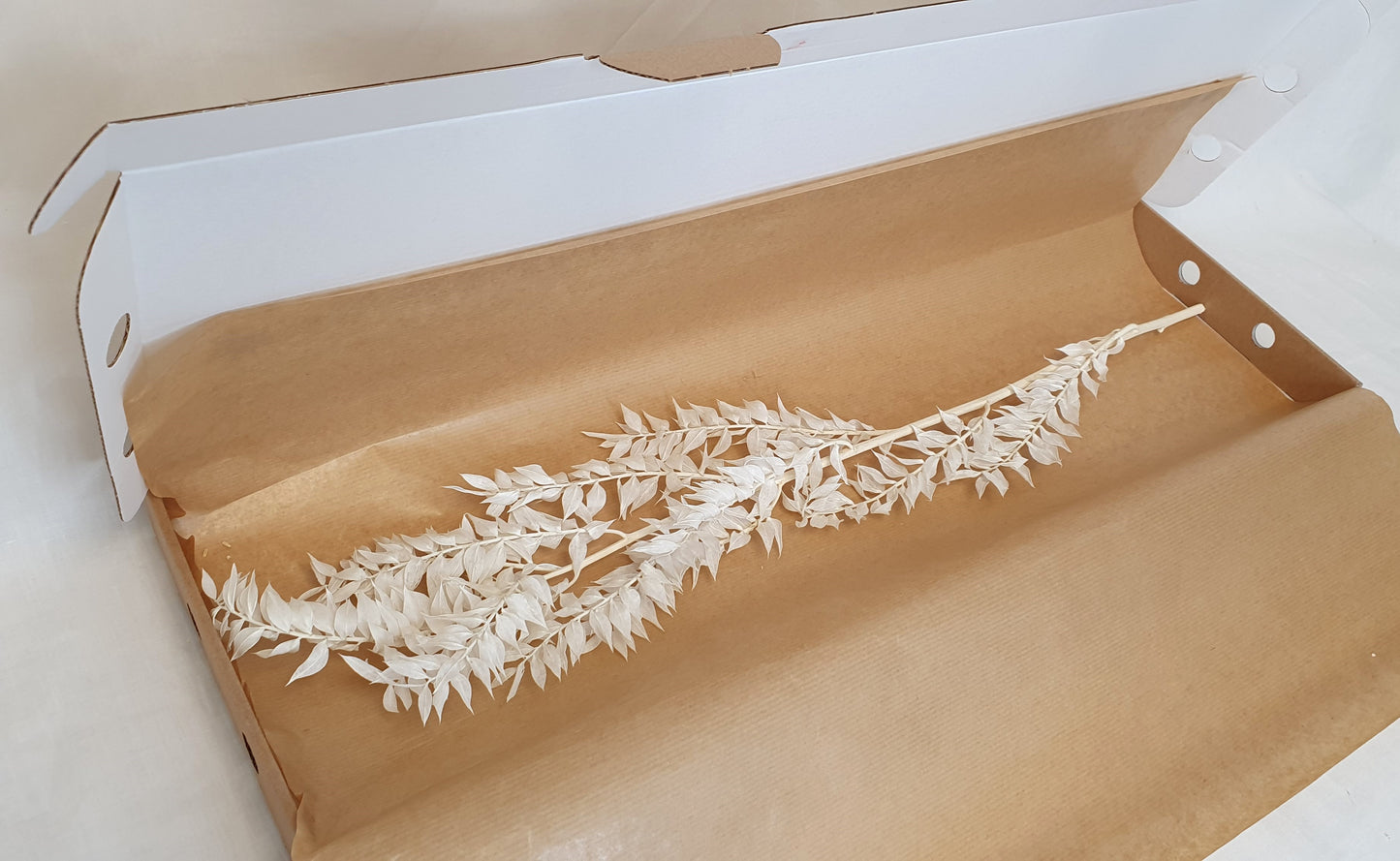 Bleached White Ruscus Stems