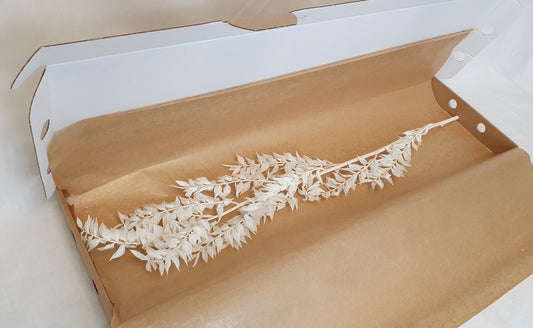 Bleached White Ruscus Stems