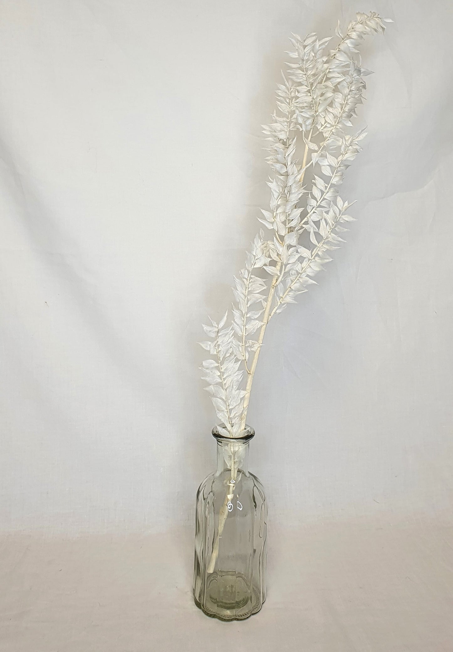Bleached White Ruscus Stems