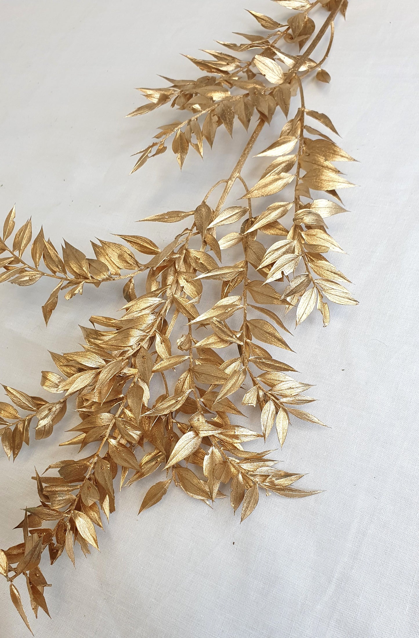 Gold Ruscus Stems