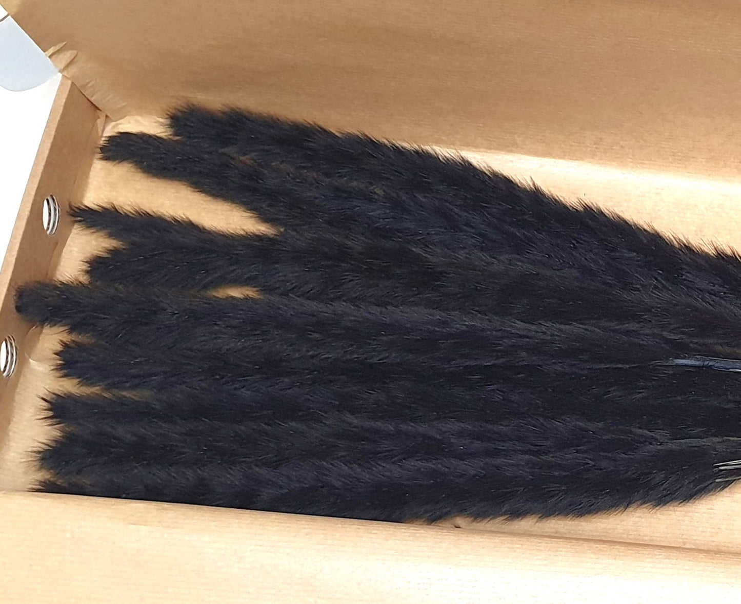 Small Black Pampas Grass