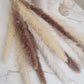 White, Cream & Brown Pampas Grass 60cm - 15 Stems