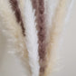 White, Cream & Brown Pampas Grass 60cm - 15 Stems