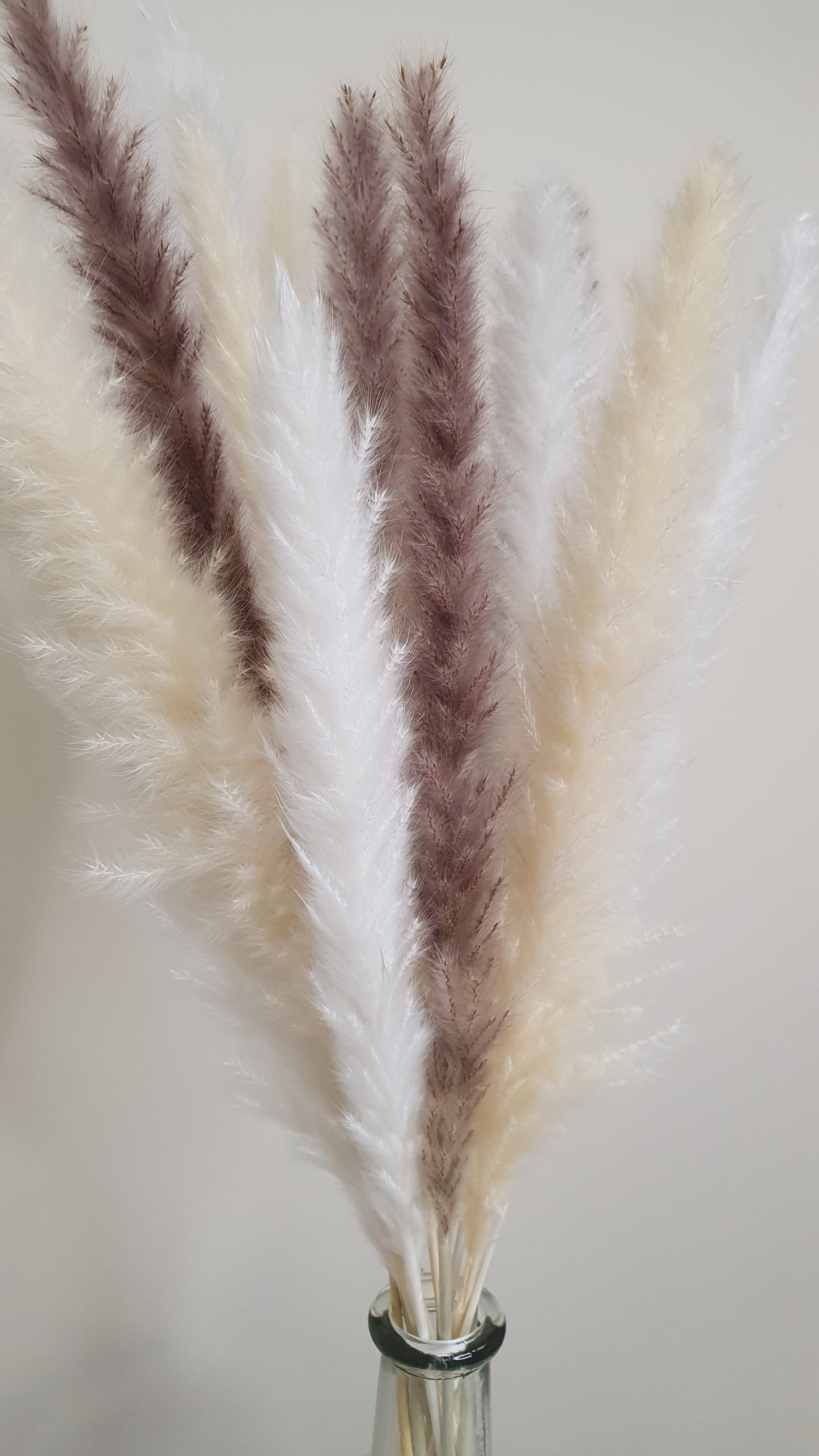 White, Cream & Brown Pampas Grass 60cm - 15 Stems