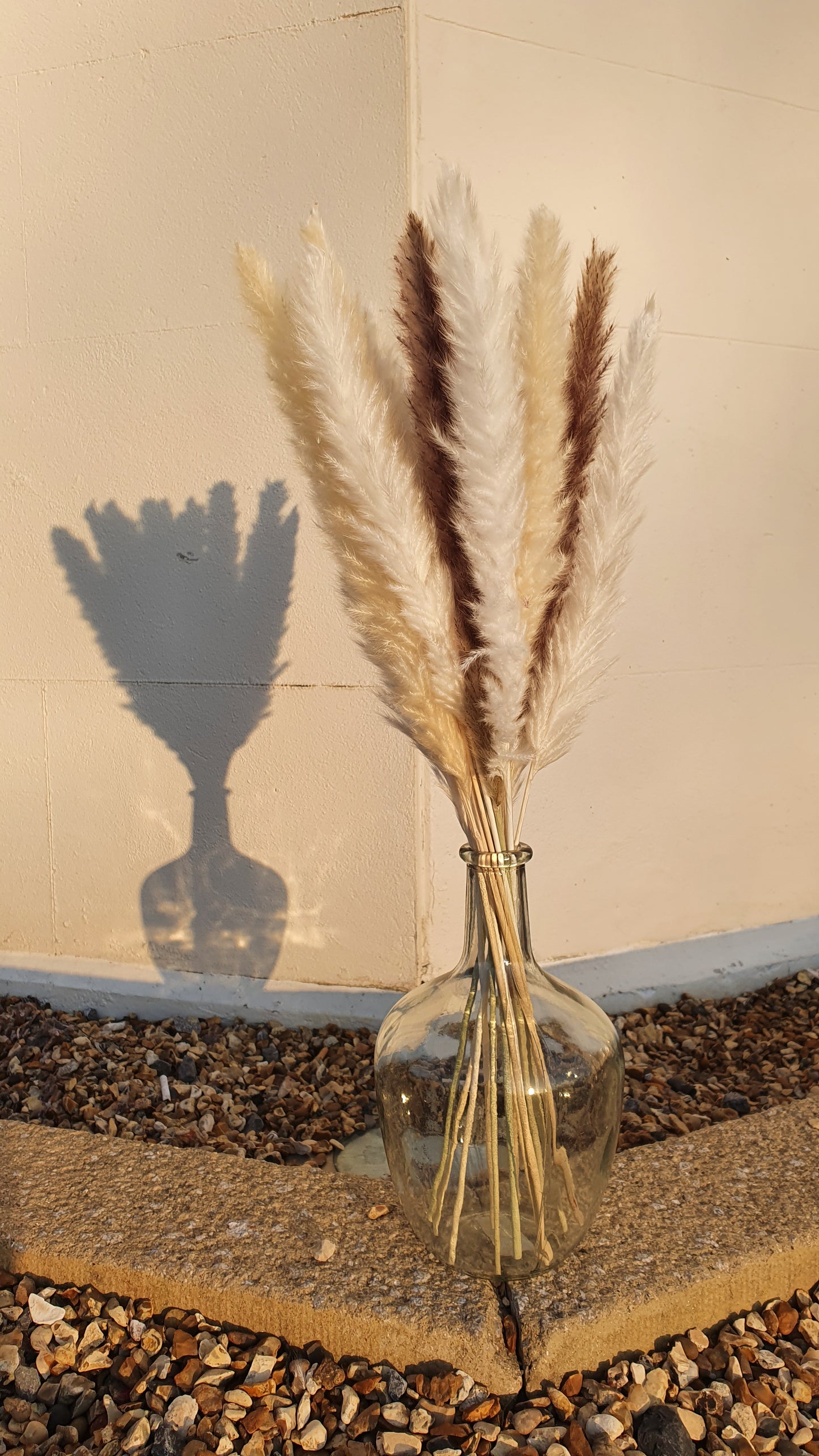 White, Cream & Brown Pampas Grass 60cm - 15 Stems