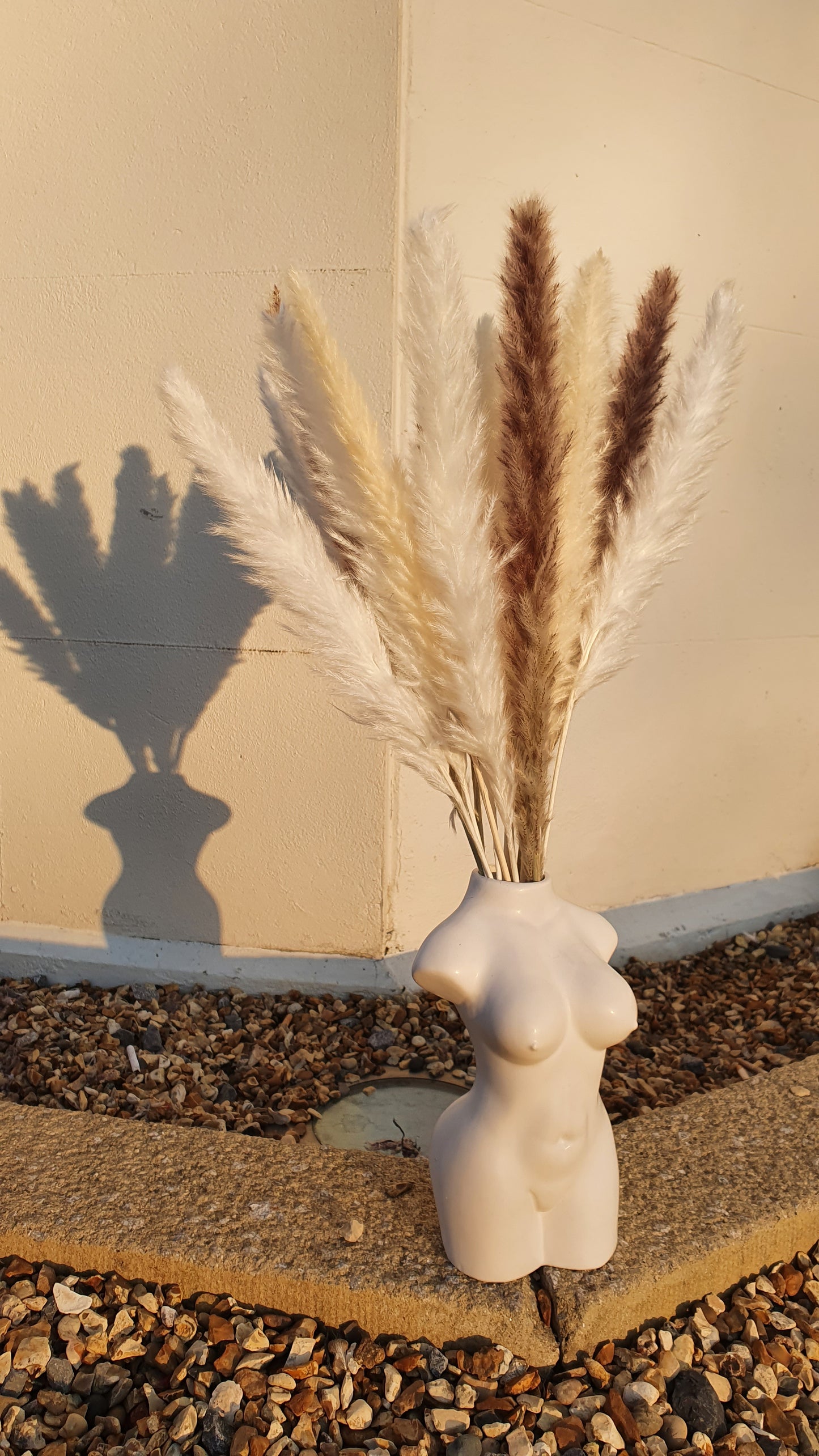 White, Cream & Brown Pampas Grass 60cm - 15 Stems