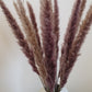 Natural Brown Pampas Grass