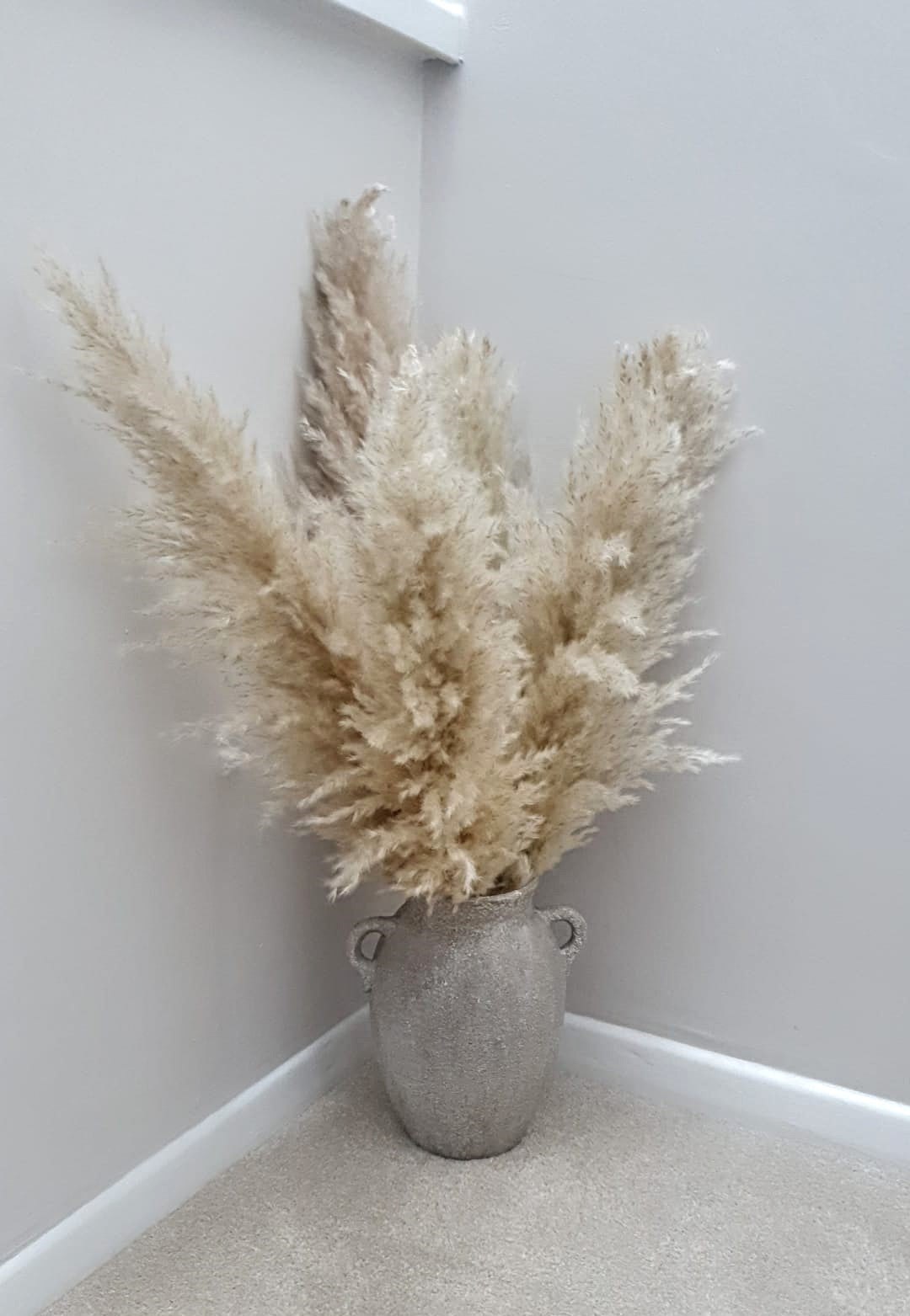 XL Fluffy Natural Pampas Grass