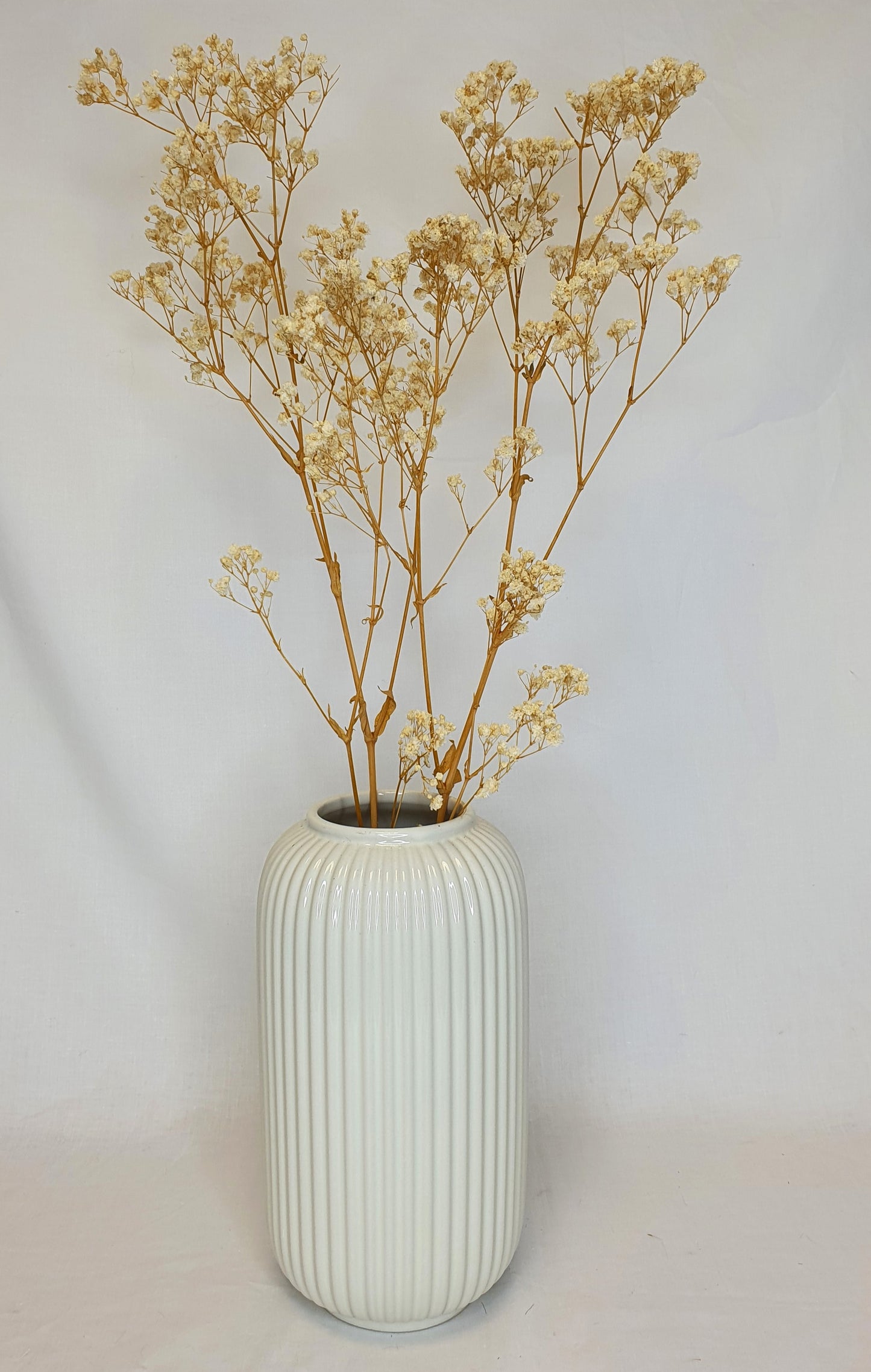 Preserved Gypsophila