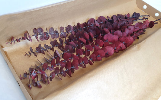 Preserved Eucalyptus Stems - Red