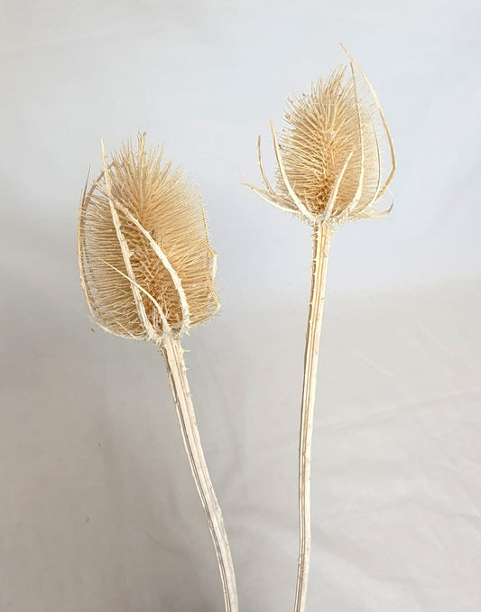 Bleached White Thistles