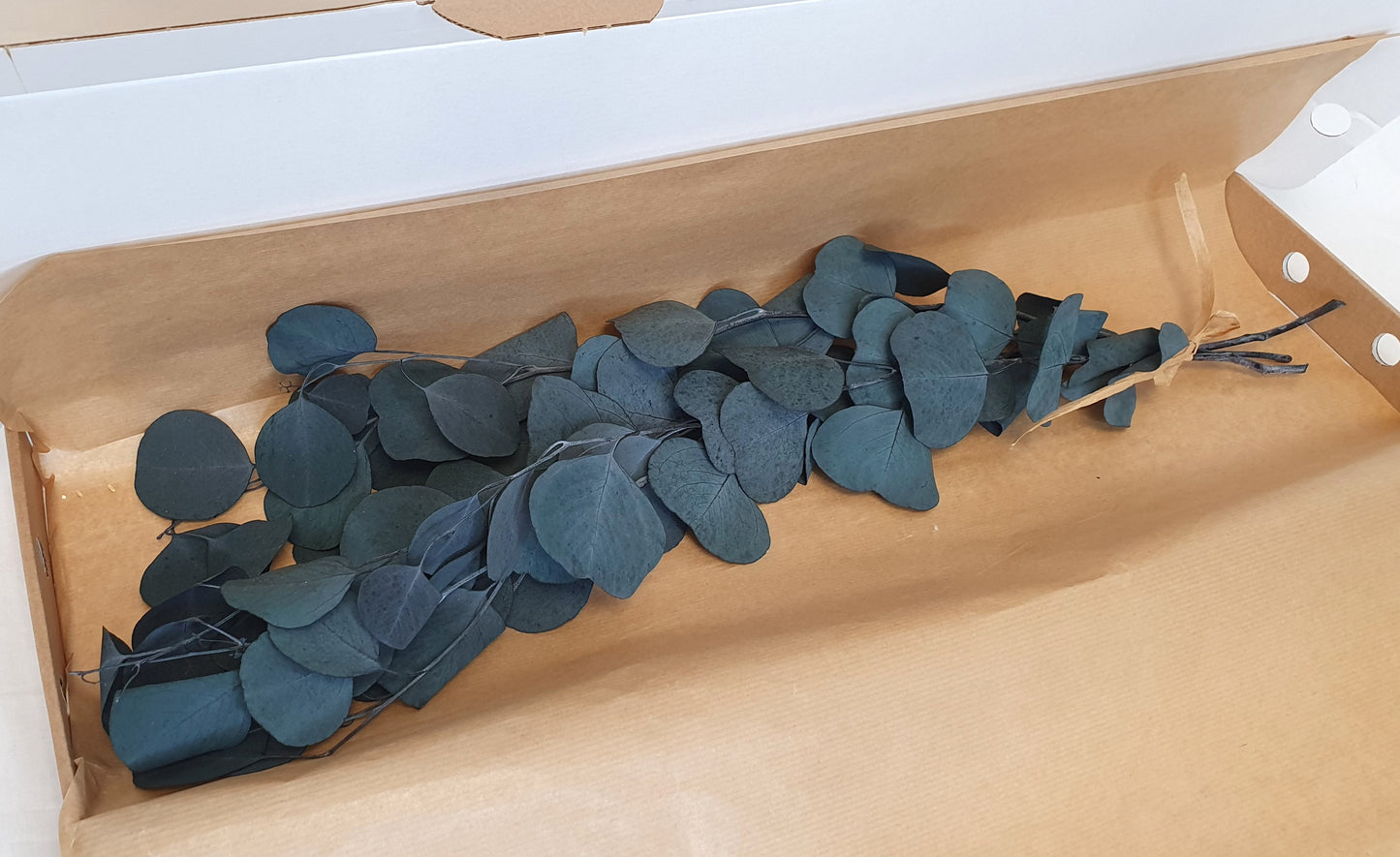 Preserved Eucalyptus (Silver Dollar) Stems - Blue/Green