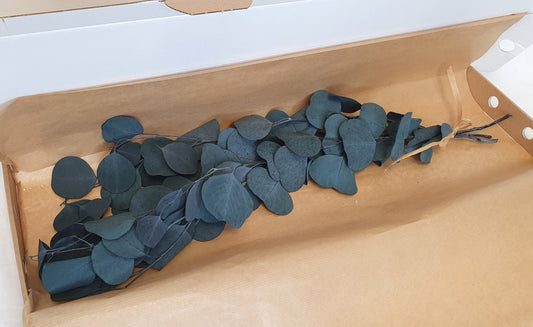 Preserved Eucalyptus (Silver Dollar) Stems - Blue/Green