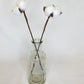 Dried Cotton Stems