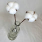 Dried Cotton Stems